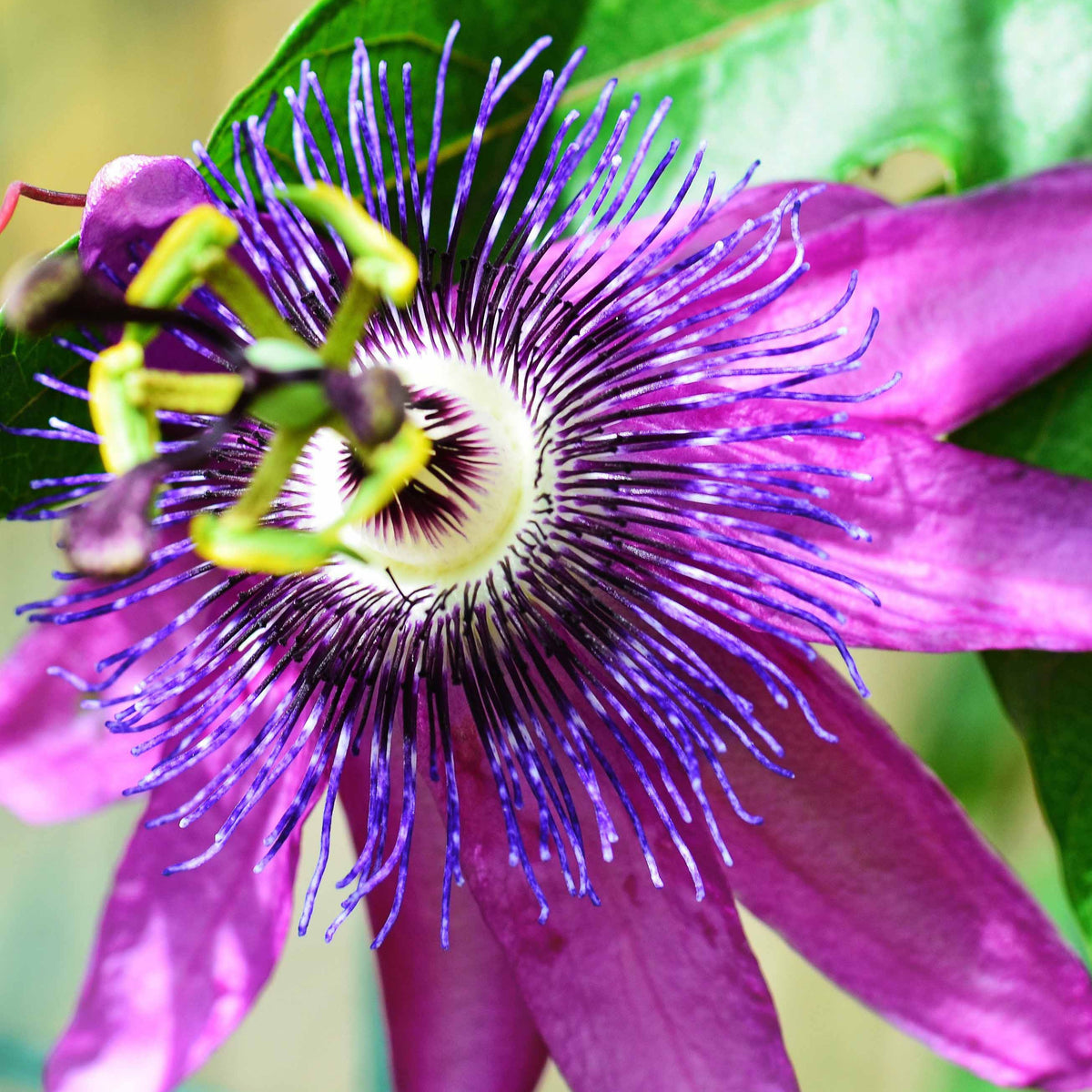 Passionsblume Lavender Lady - Willemse