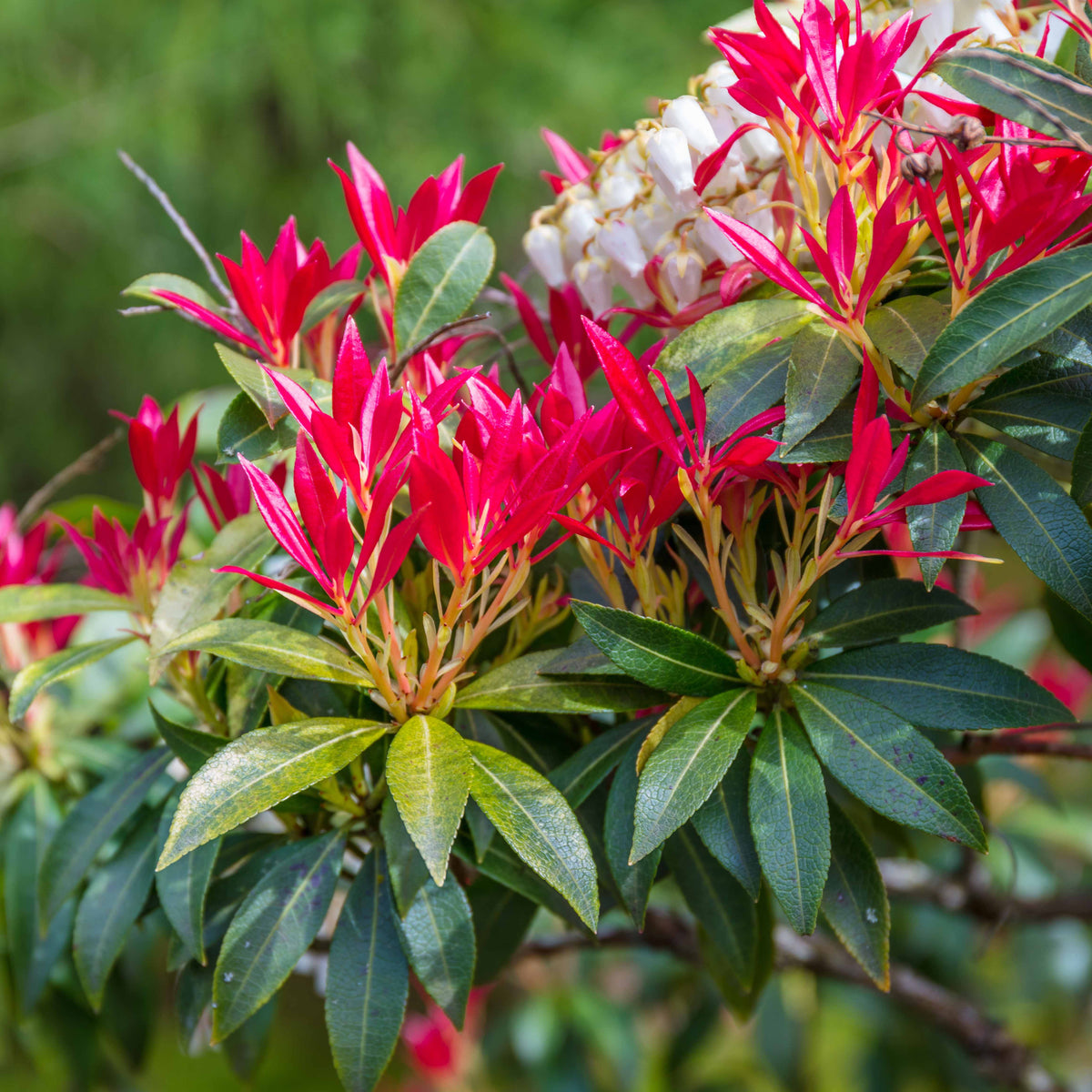 Schattenglöckchen Forest Flame - Willemse