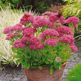 Fetthenne - Sedum spectabile - Willemse