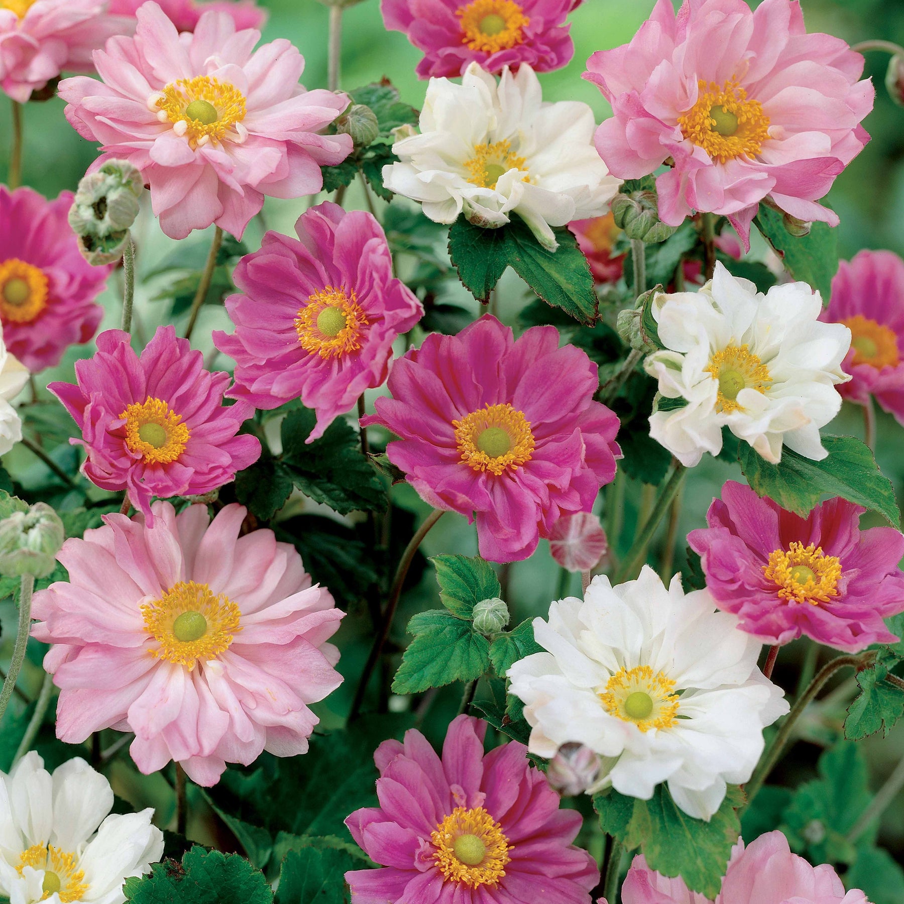 Japan-Anemonen gefüllt (x2) - Willemse
