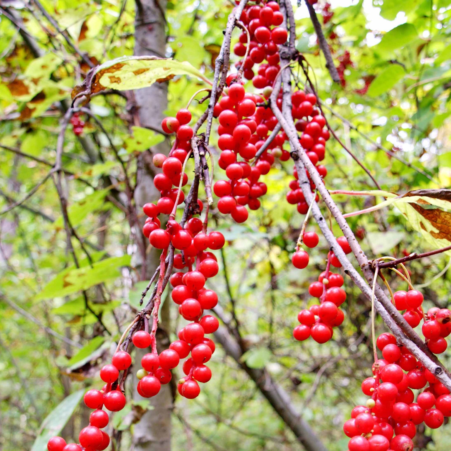 Schisandra chinensis - Chinabeere - Andere Obstbäume und Sträucher