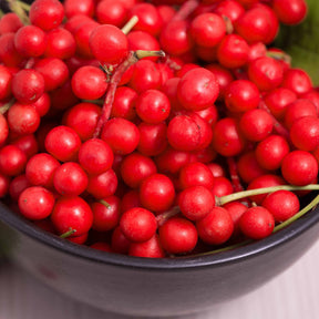 Chinabeere - Schisandra chinensis - Willemse