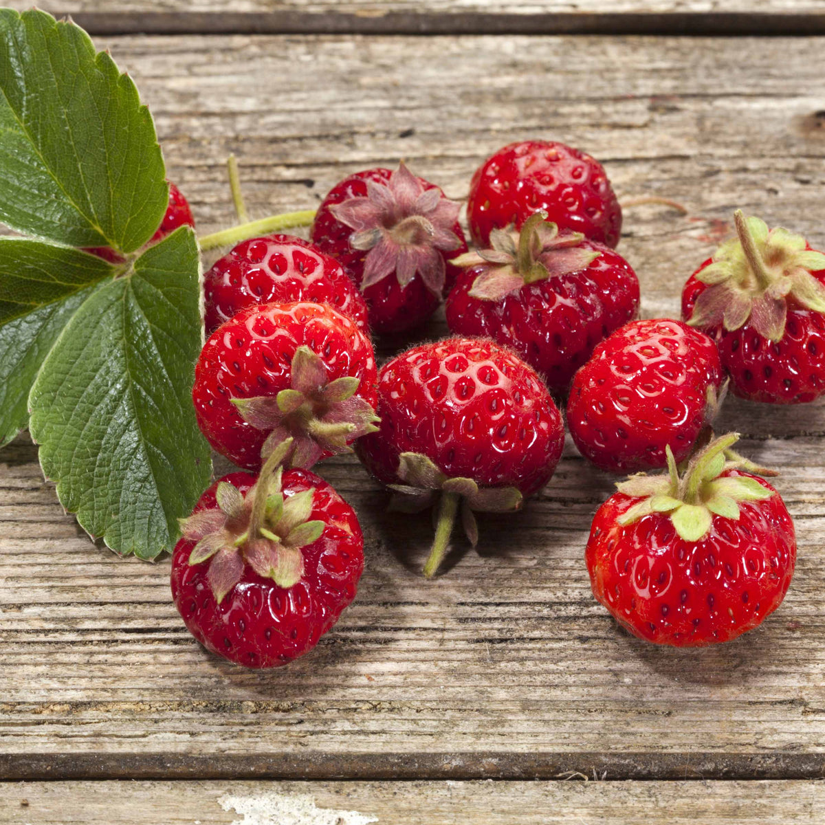 Erdbeere Framberry ® (x2) - Willemse