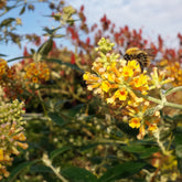 Schmetterlingsflieder Sungold - Willemse
