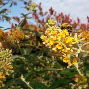 Schmetterlingsflieder Sungold - Willemse