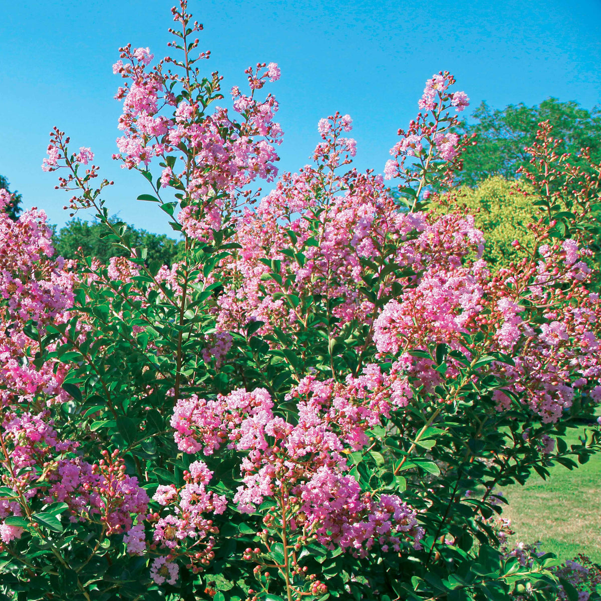 Kreppmyrte ‘Petit Pink’ - Willemse