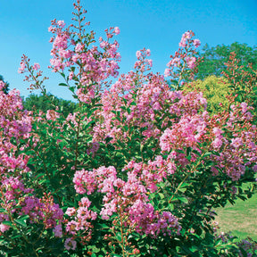 Kreppmyrte ‘Petit Pink’ - Willemse