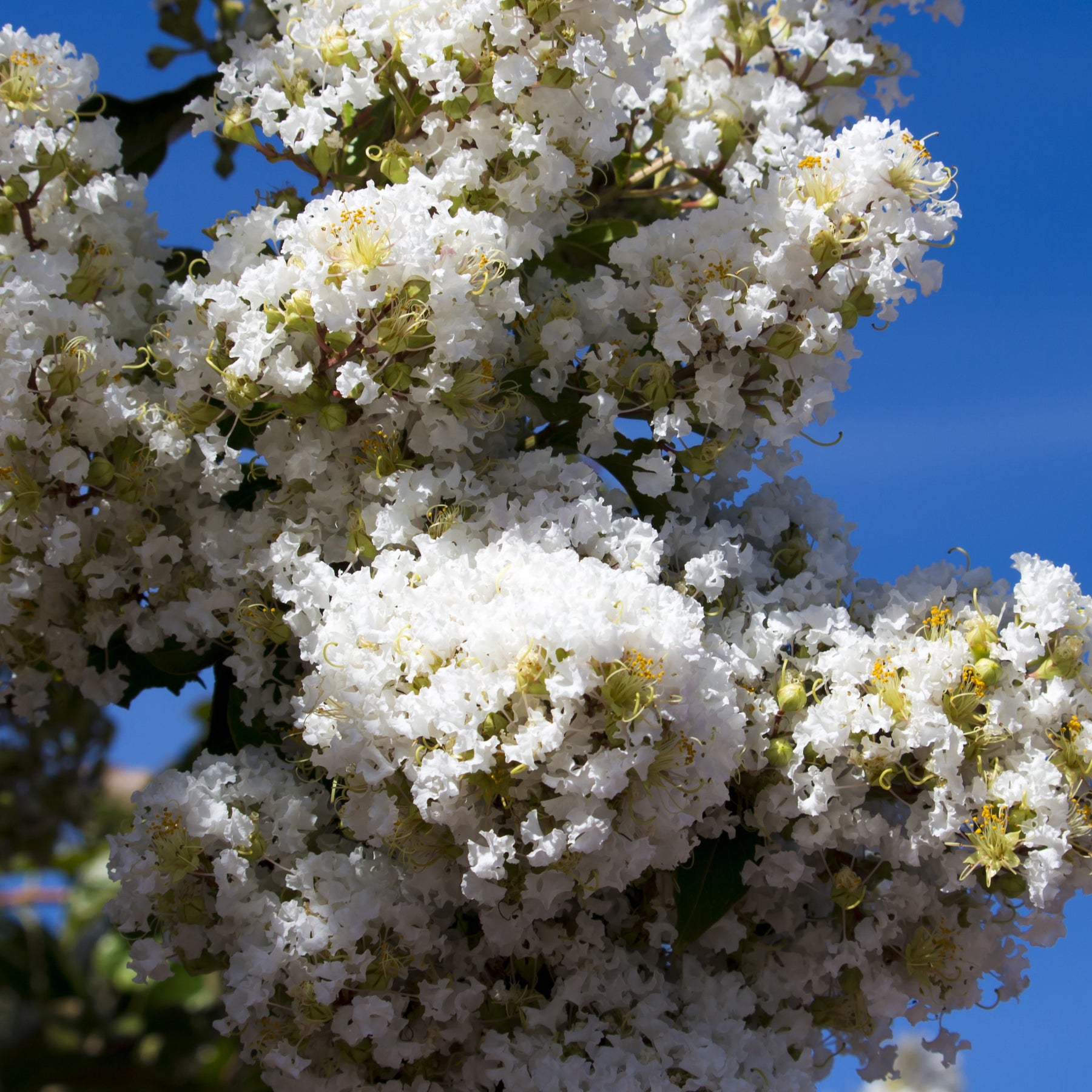 Lagerströmie ‘Neige d’Été’ - Lagerstroemia indica Neige d'Été - Willemse
