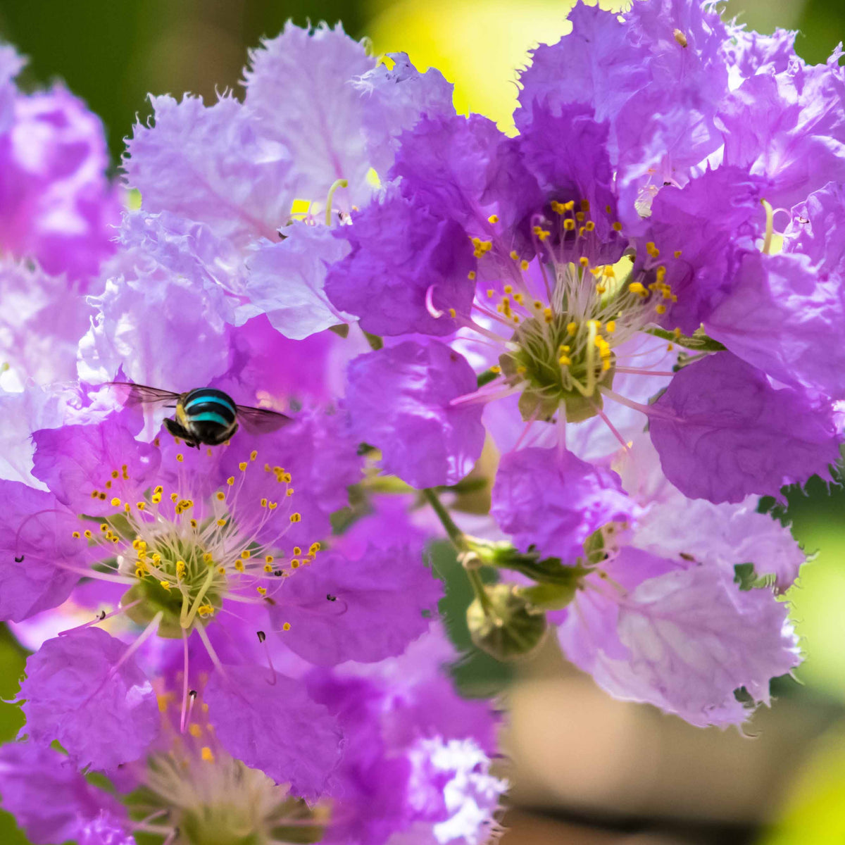 Lagerströmie ‘Lafayette’ - Lagerstroemia indica Lafayette - Willemse