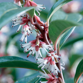 Fleischbeere Winter Gem - Sarcococca Winter Gem - Willemse