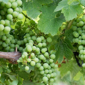 Weinrebe ‘Chardonnay’ - Vitis vinifera chardonnay - Willemse