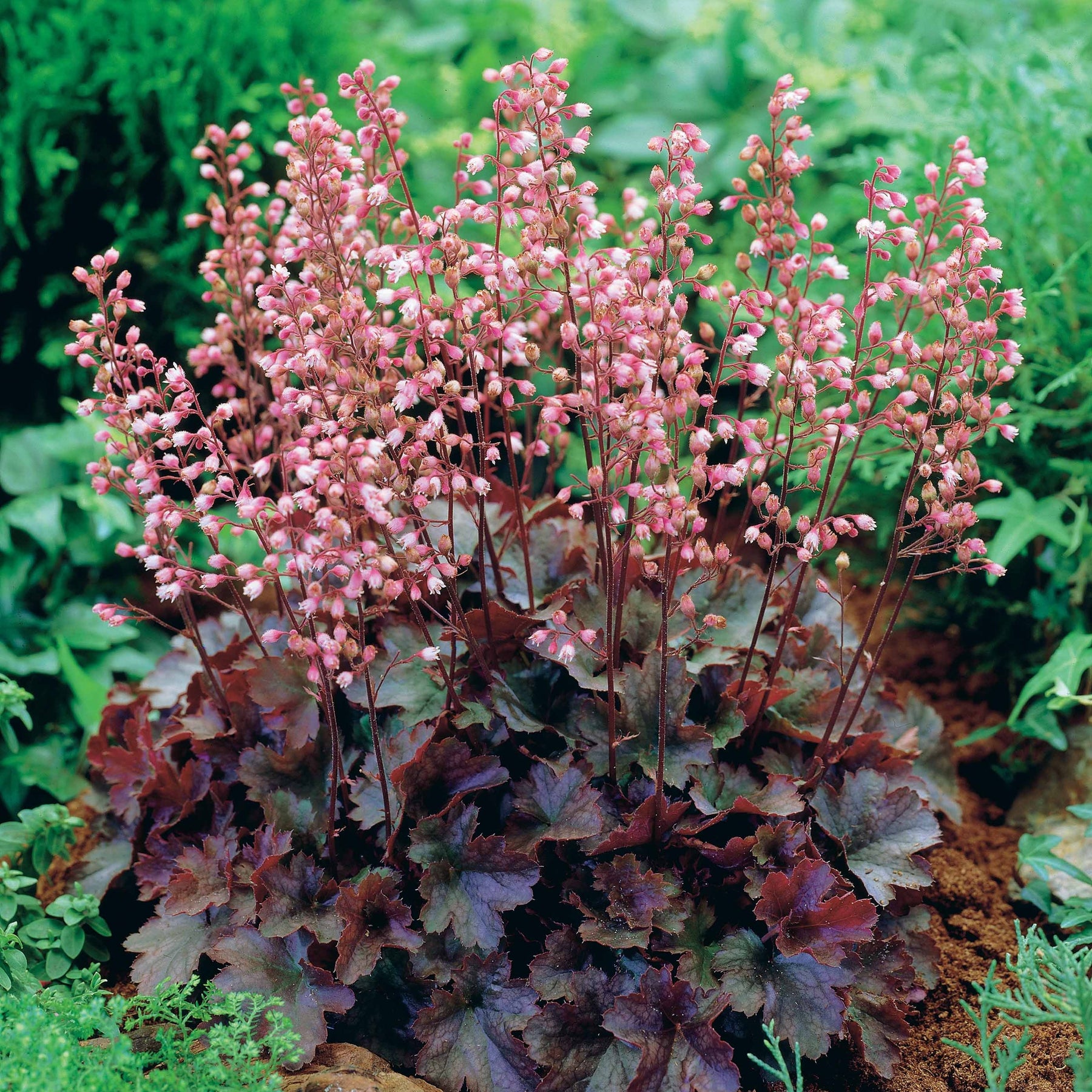 Purpurglöckchen Cassis - Willemse