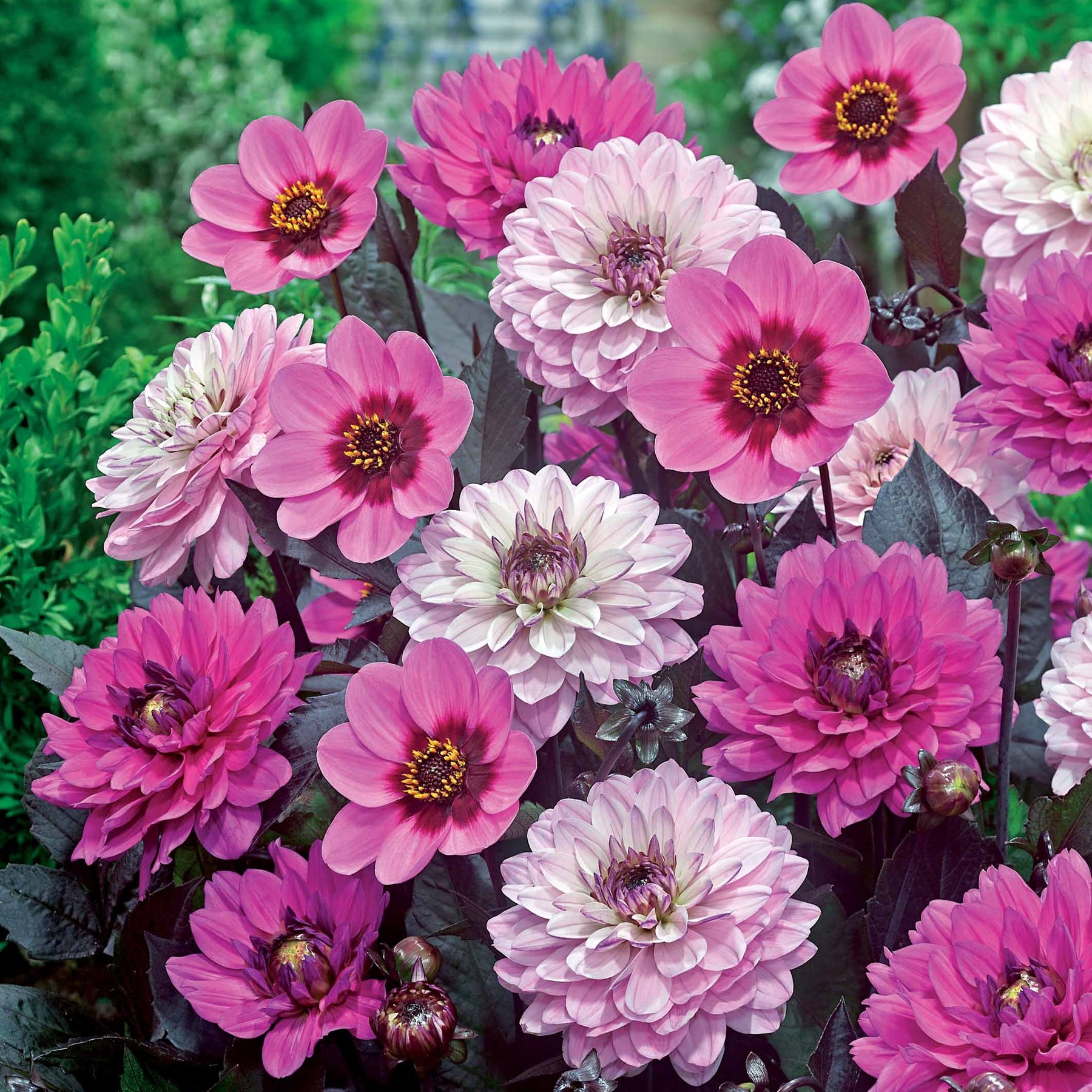Dahlien mit purpurfarbenem Laub (x6) - Willemse
