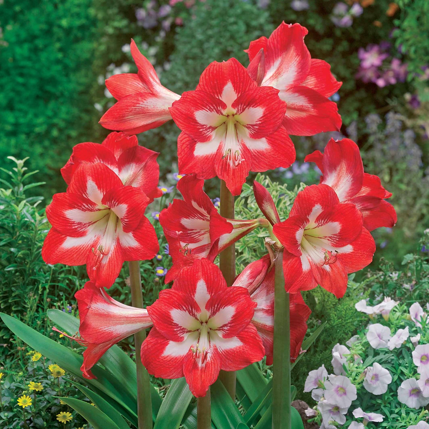 Garten-Amaryllis Sonatini Eye Catcher (x3) - Willemse