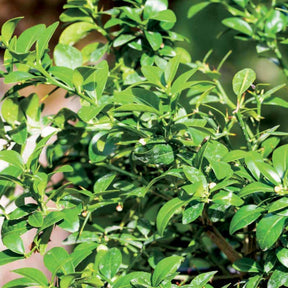 Kaviarlimette - Citrus australasica - Willemse