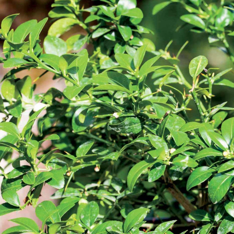 Kaviarlimette - Citrus australasica - Willemse