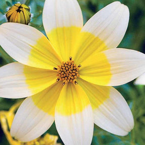 Gelbe Bidens (x3) - Bidens ferulifolia taka tuka - Willemse