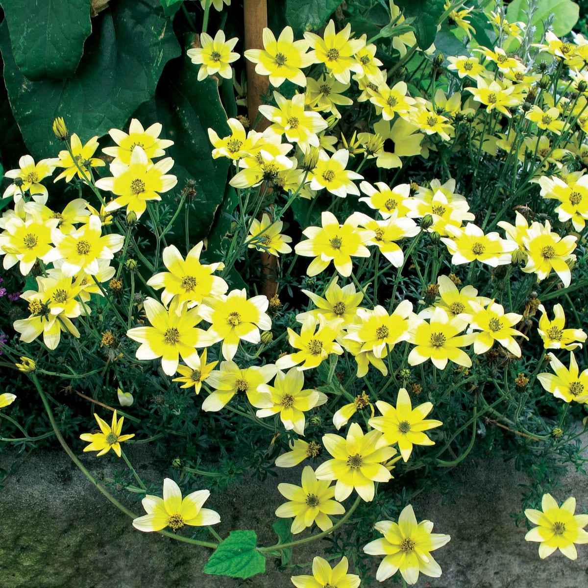 Gelbe Bidens (x3) - Willemse