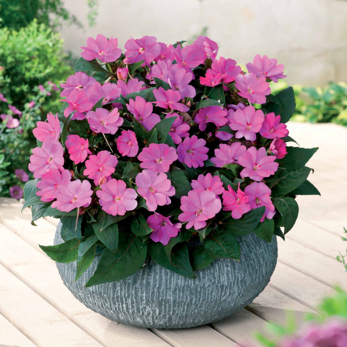 SunPatiens rosa-lila (x3) - Willemse