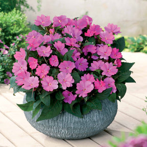 SunPatiens rosa-lila (x3) - Willemse