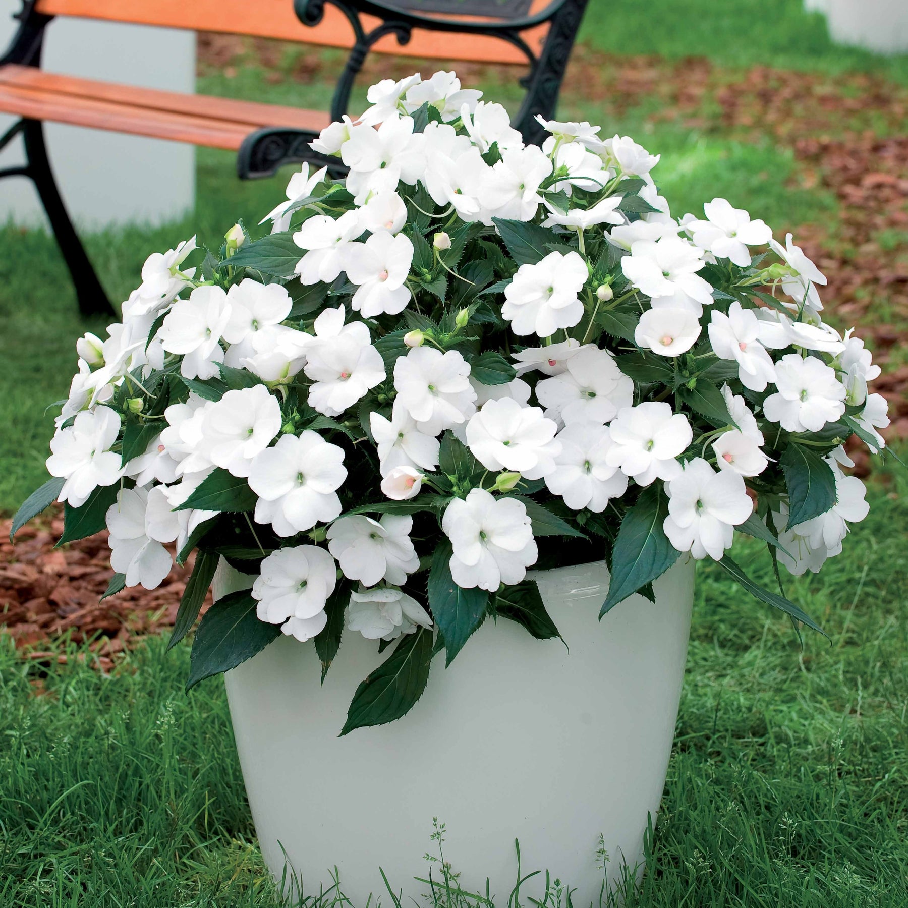 Sunpatiens weiß (x3) - Willemse