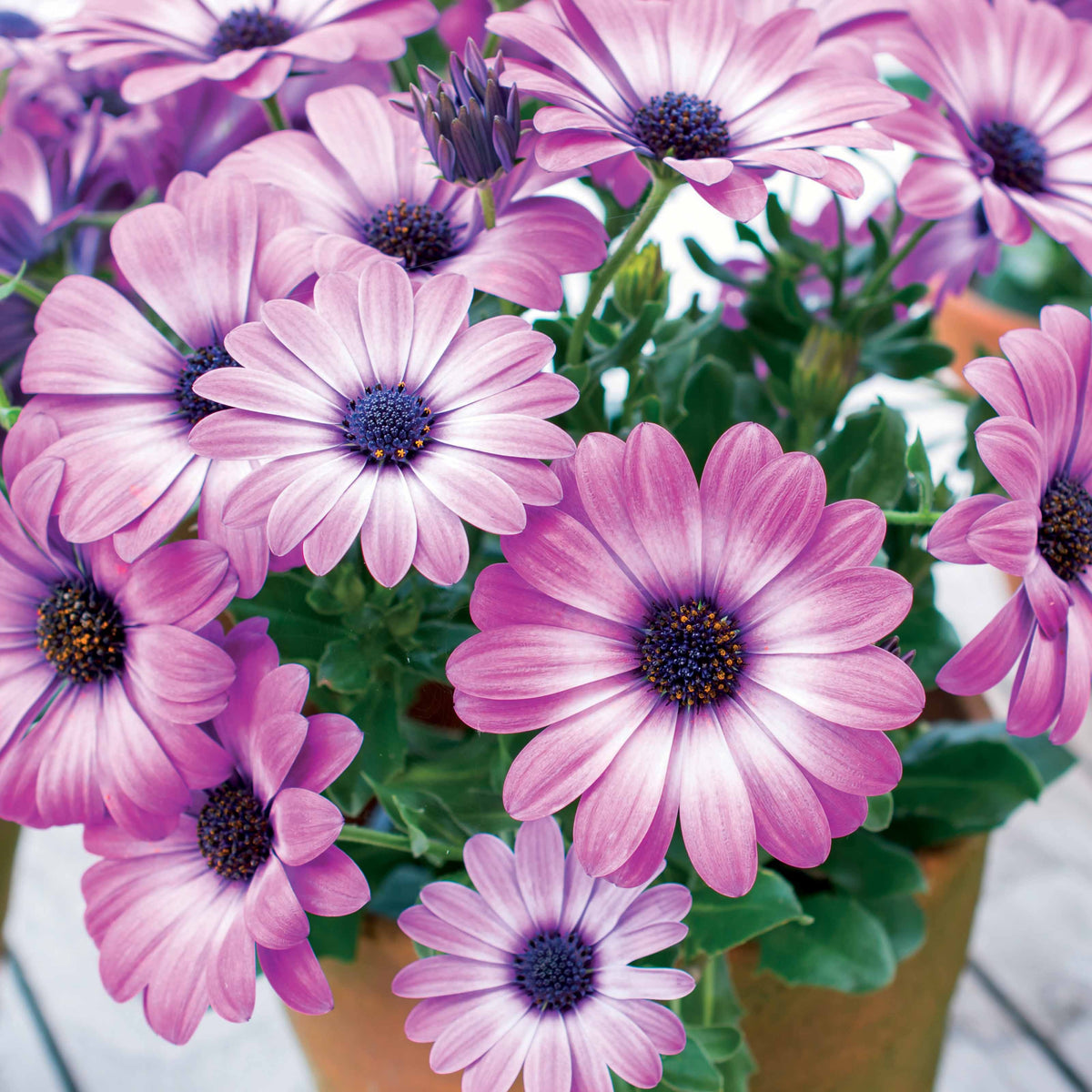 Kapkörbchen ‘Pink Flare’ (x3) - Osteospermum margarita pink flave - Willemse