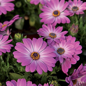 Kapkörbchen ‘Pink Flare’ (x3) - Willemse