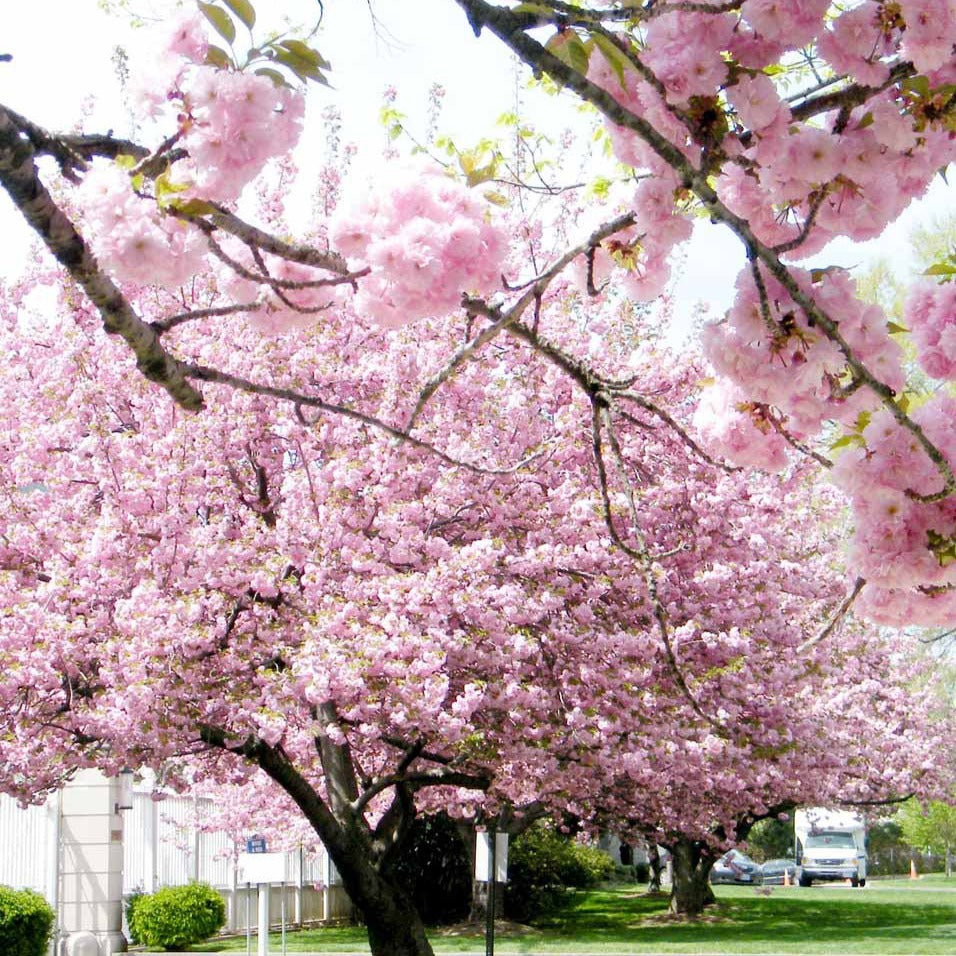 Japanische Blütenkirsche Kanzan - Japanische Kirschbäume - Prunus - Willemse