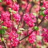 Blutjohannisbeere ‘King Edward VII’ - Ribes sanguineum King Edward VII - Willemse