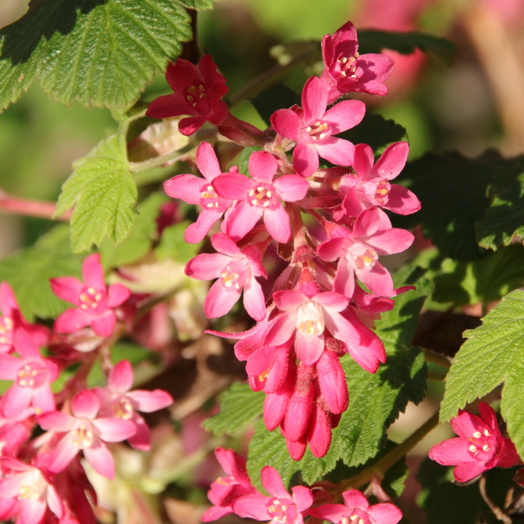 Blutjohannisbeere ‘King Edward VII’ - Willemse