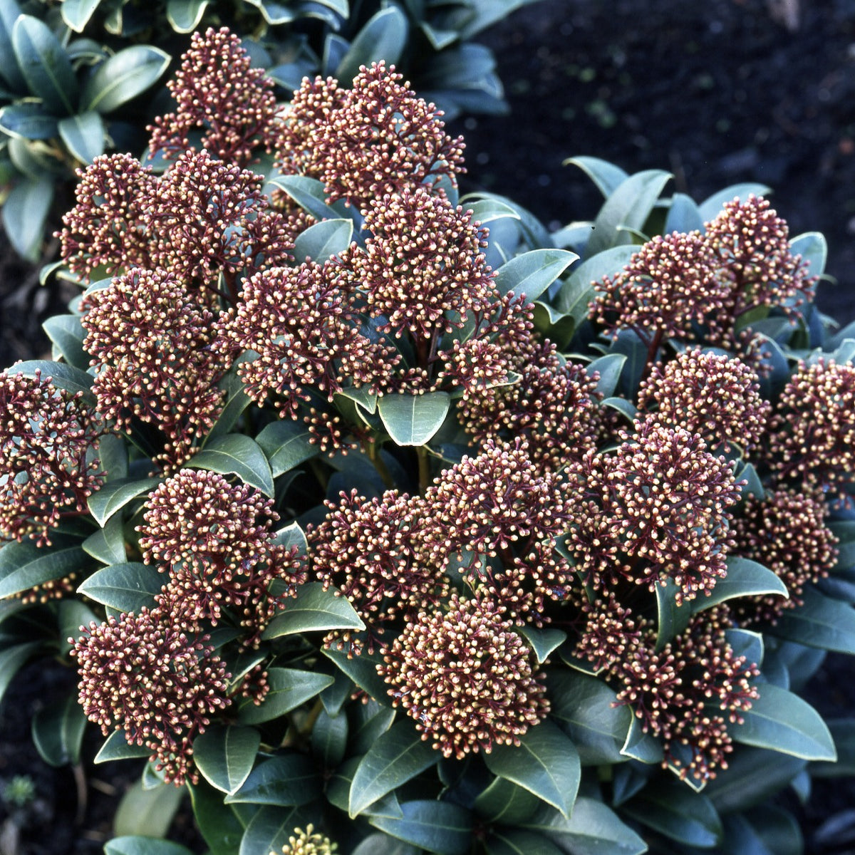 Japanische Skimmie - Skimmia japonica - Willemse