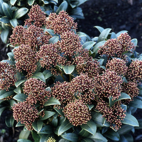 Japanische Skimmie - Skimmia japonica - Willemse
