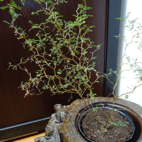 Schnurbaum Little Baby - Sophora prostrata little baby