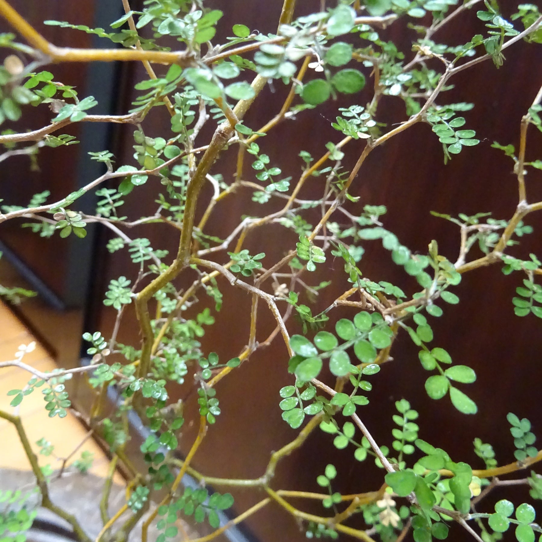 Zwerg-Sophora ‘Little Baby’ - Willemse