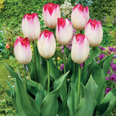 Triumph Tulpe 'Supri Erotic' (x10) - Willemse