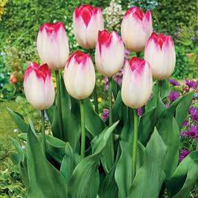 Triumph Tulpe 'Supri Erotic' (x10) - Willemse