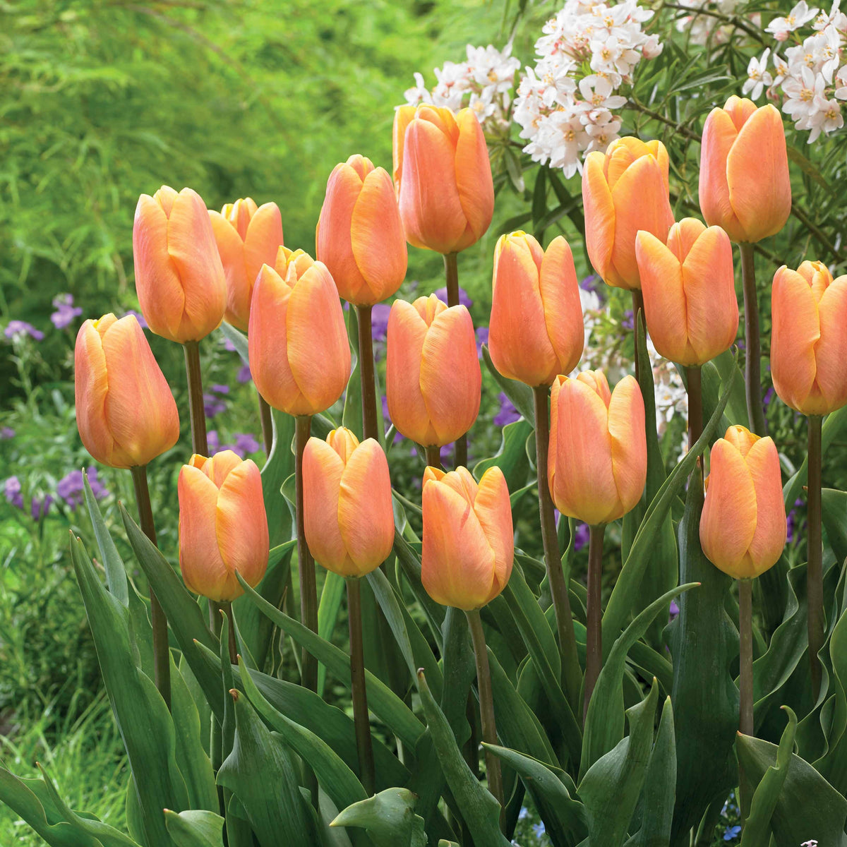 Triumph-Tulpen ‘Belleville’ (x10) - Willemse