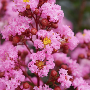 Indianer Flieder Eveline - Lagerstroemia indica Eveline - Willemse