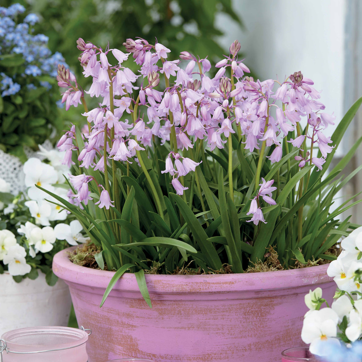 Hasenglöckchen (Scilla) (x10) - Willemse
