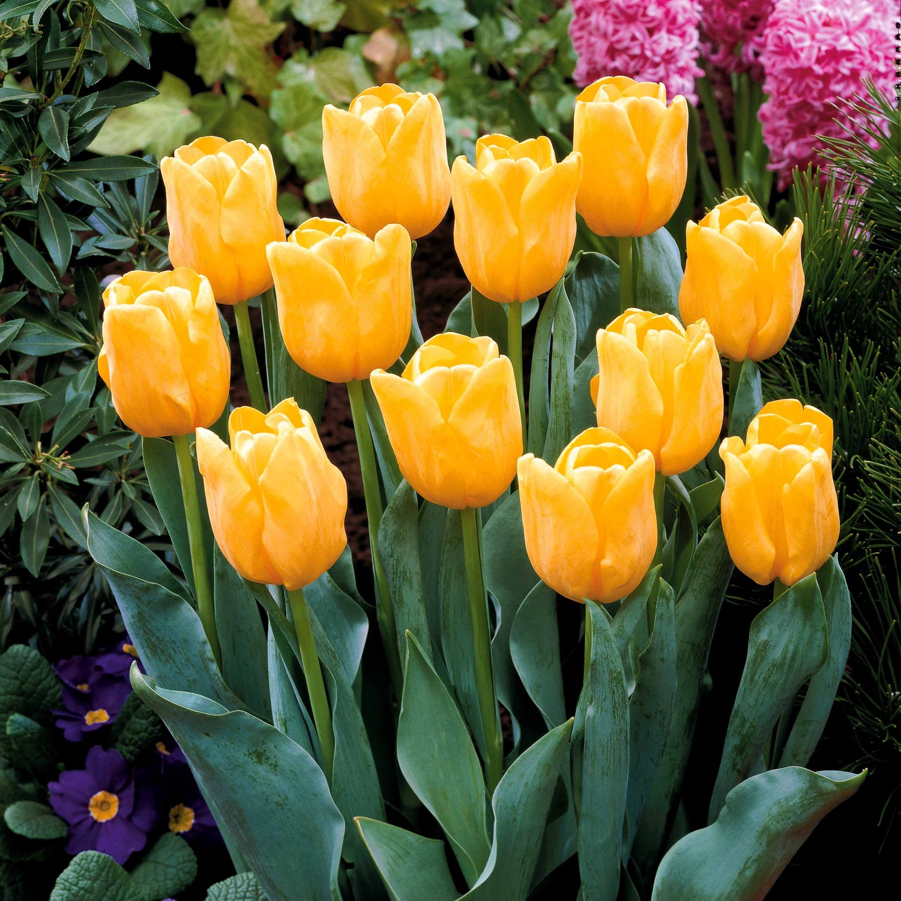 Tulipa - Langstielige Tulpe gelb (x5) - Tulpen-Zwiebeln