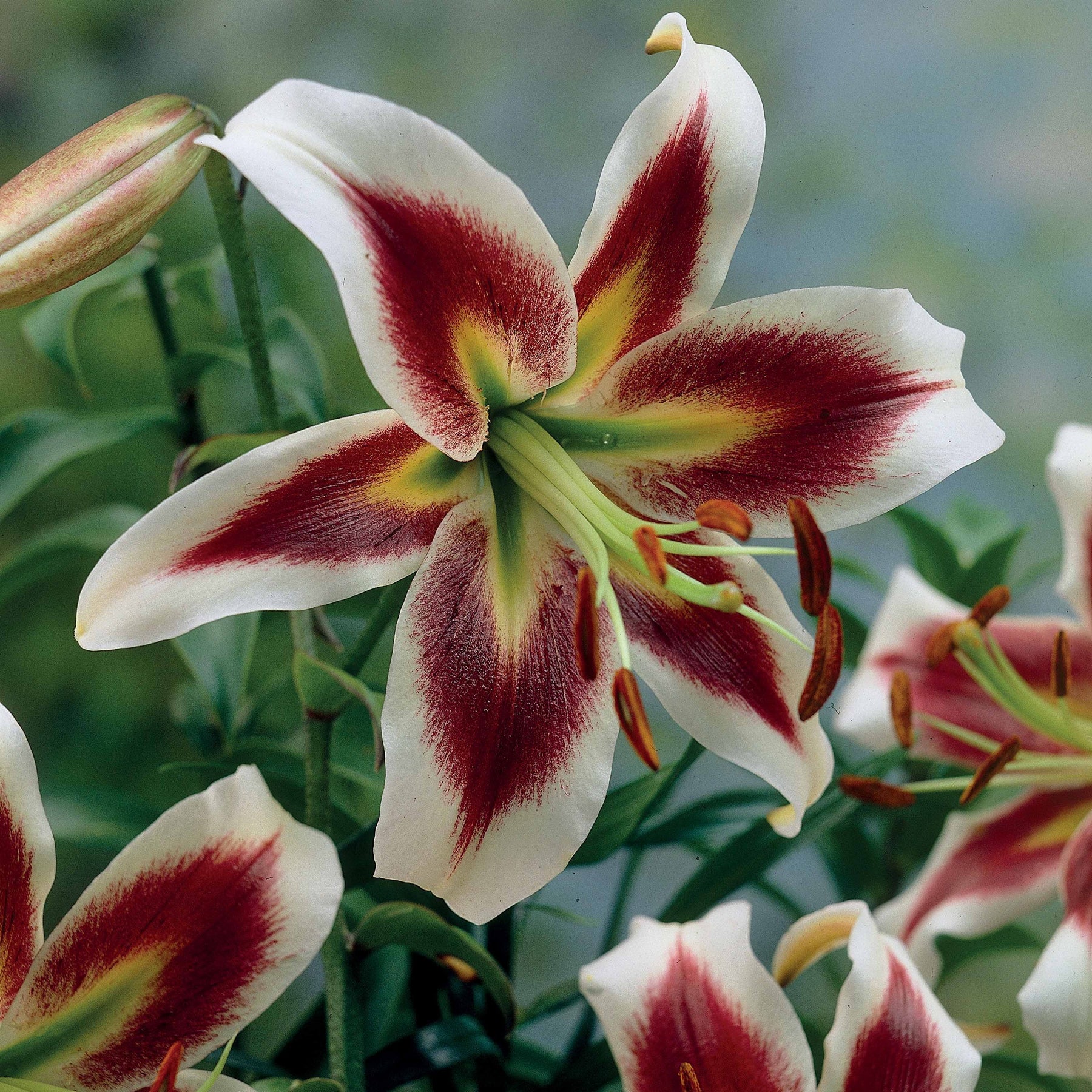 Lilien Beverly Dreams (x3) - Willemse