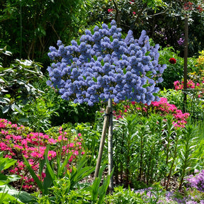 Säckelblume Blue Mound - Ceanothus blue mound - Willemse