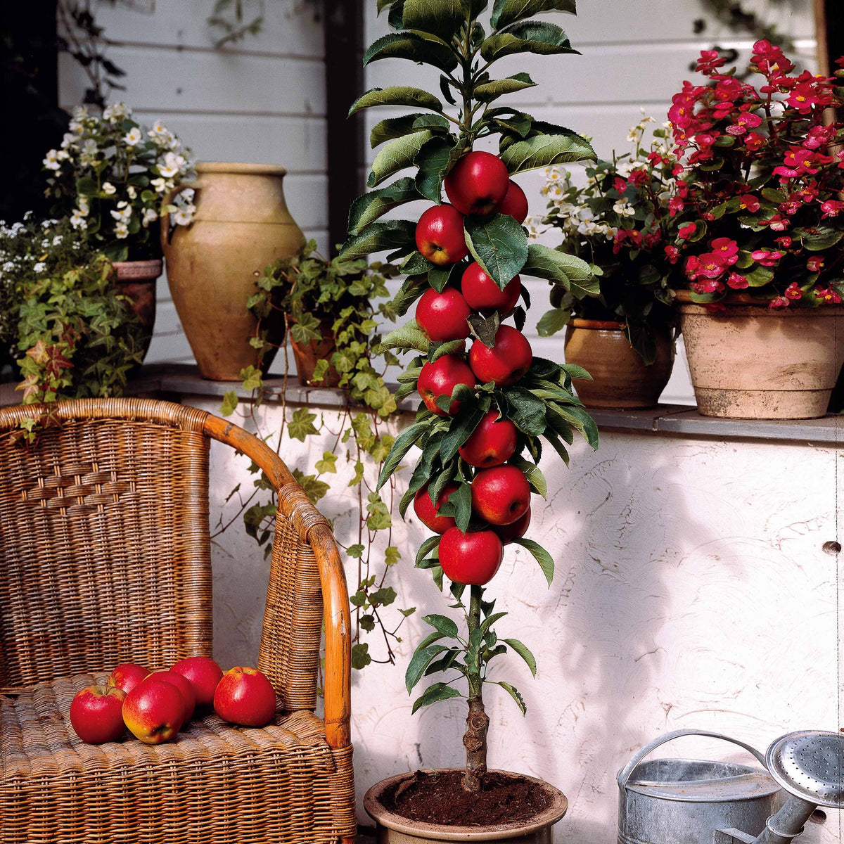 Zwergapfel ‘Red Spur Delicious’ - Malus domestica Red Spur Delicious - Willemse
