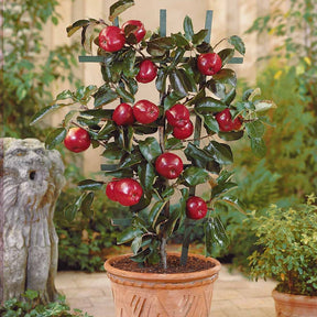 Zwergapfel ‘Red Spur Delicious’ - Willemse