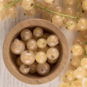 Weiße Johannisbeere White Pearl - Ribes rubrum white pearl - Willemse