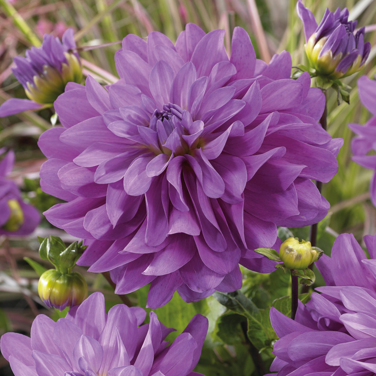 Dahlien Bluetiful (x3) - Willemse