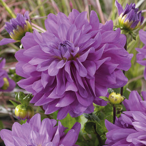Dahlien Bluetiful (x3) - Willemse