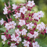 Garten-Storchschnabel Spessart - Willemse