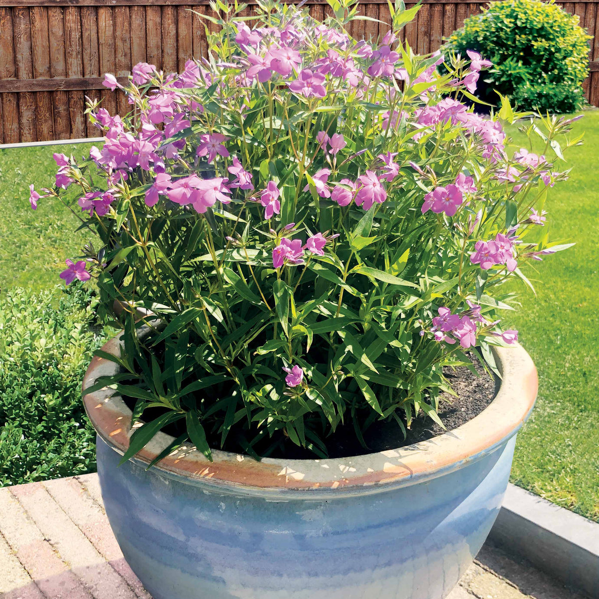 Flammenblume Forever Pink (x2) - Willemse