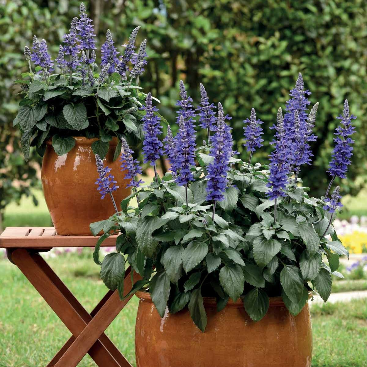 Salbei ‘Mysty’ (x3) - Salvia mysty - Willemse